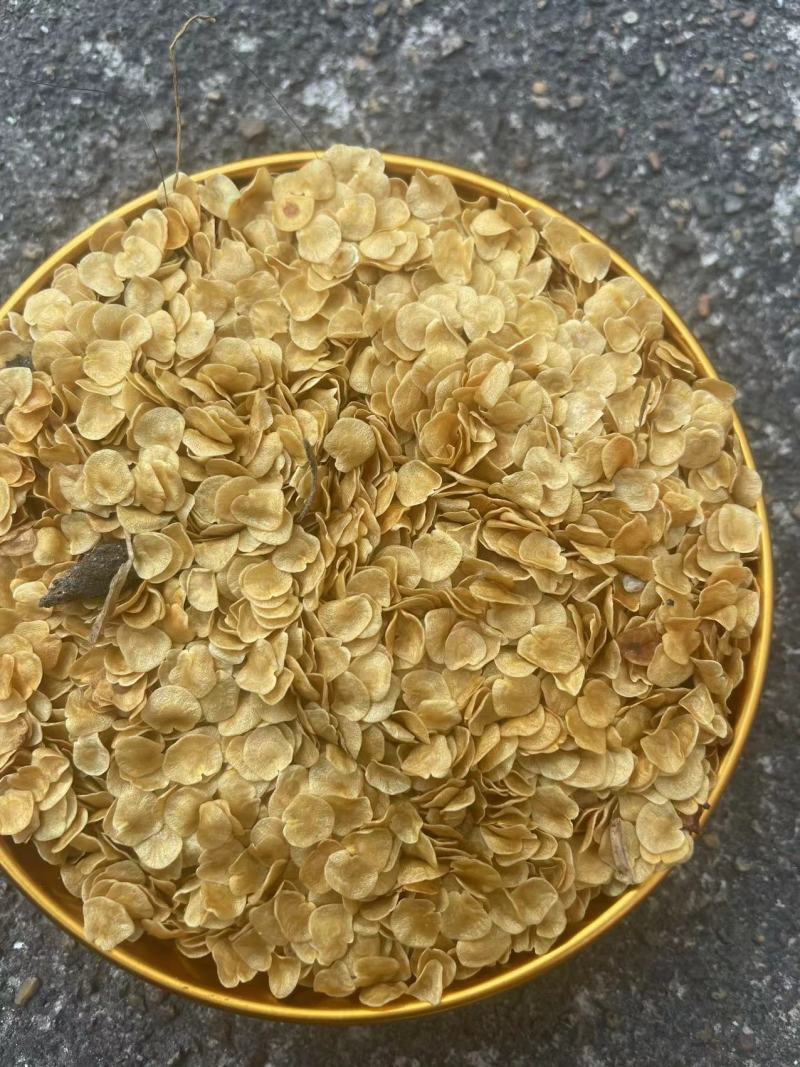 刺天茄种子保质保量提供技术指导价格优惠野生苗种