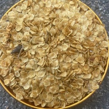 刺天茄种子保质保量提供技术指导价格优惠野生苗种