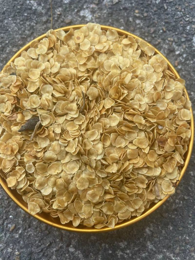 刺天茄种子保质保量提供技术指导价格优惠野生苗种