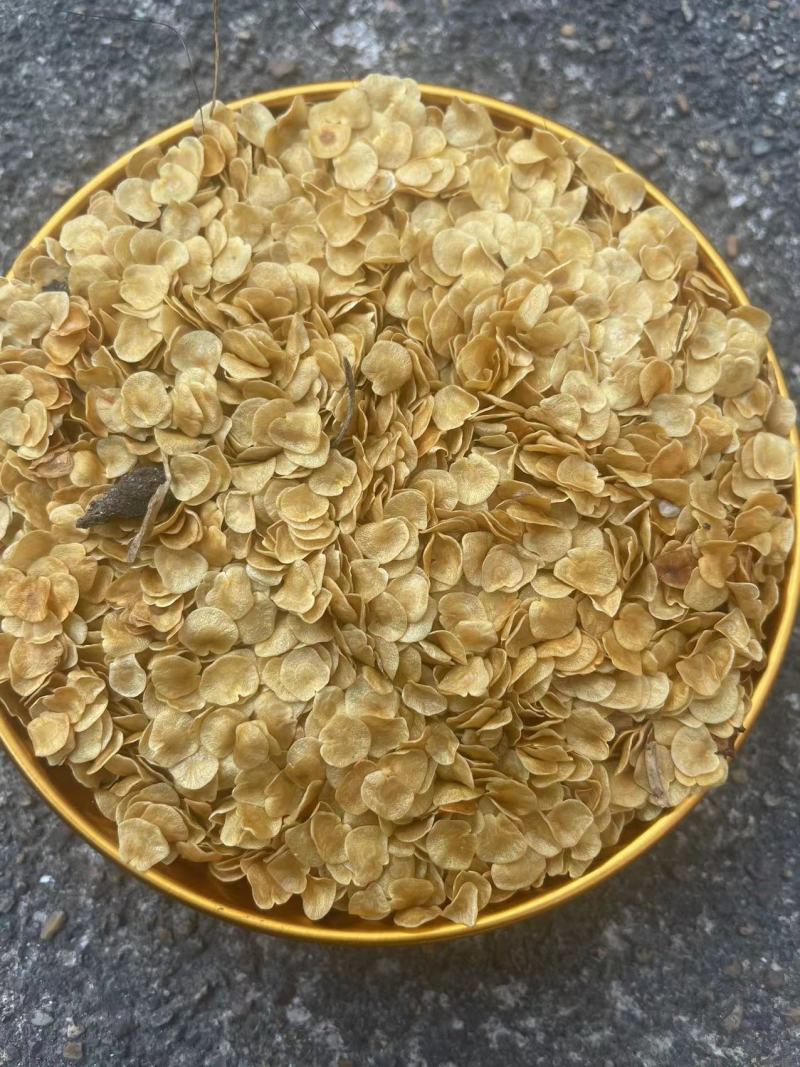 刺天茄种子保质保量提供技术指导价格优惠野生苗种