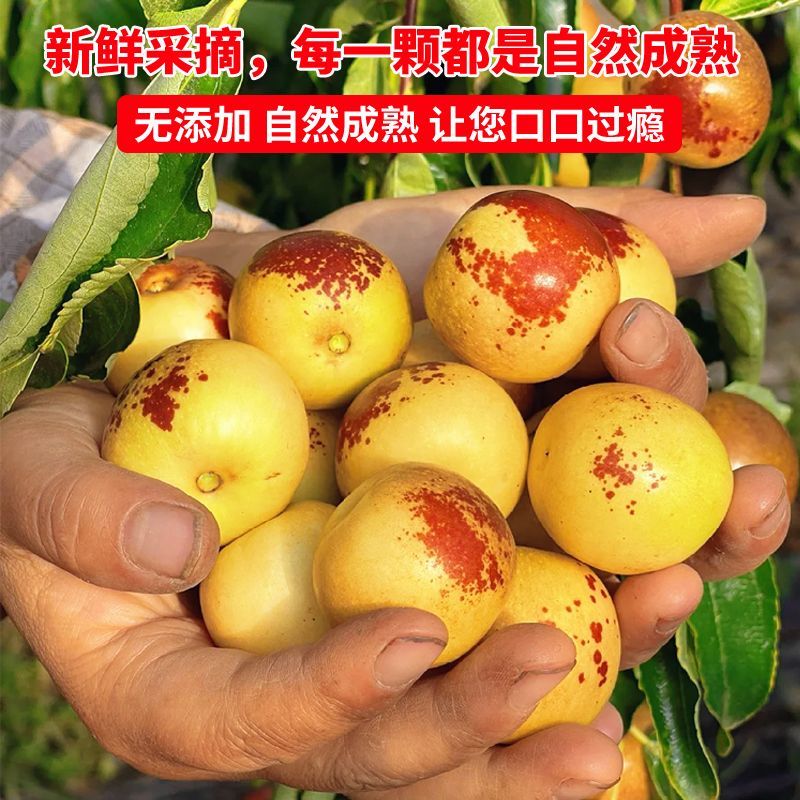现摘现发，冬枣