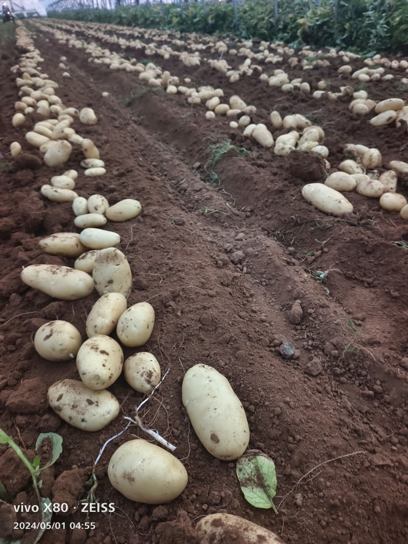 【荷兰土豆】山东肥城荷兰土豆署形好个头大无青头硬度好表皮干净