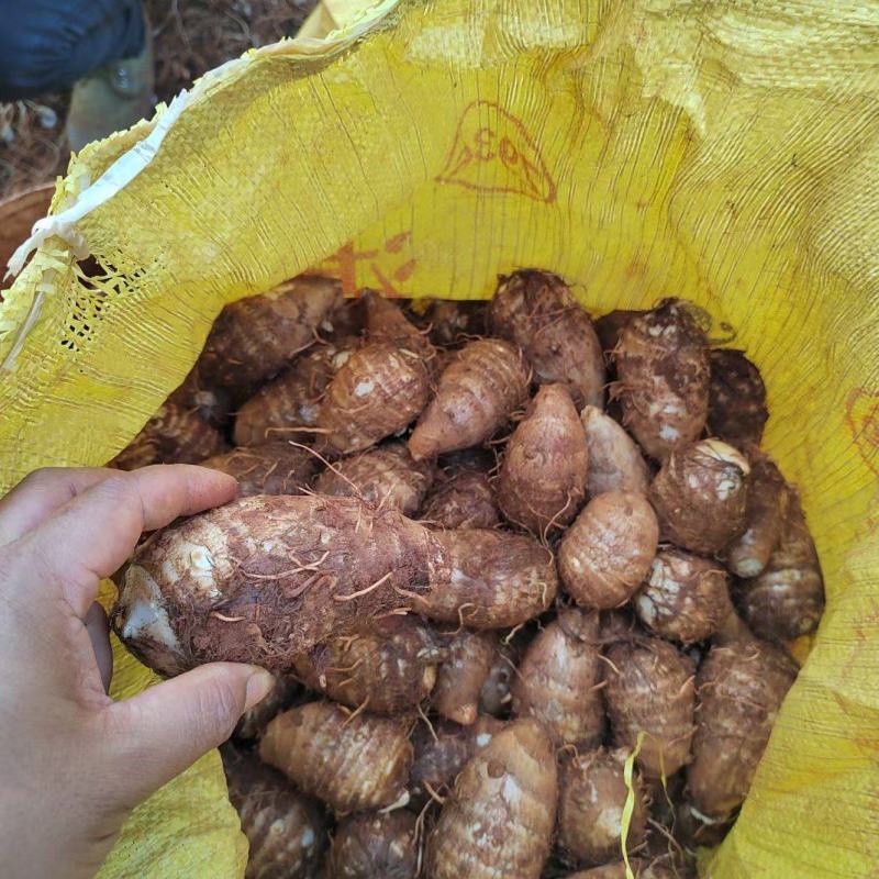 云南高原毛芋头电商货市场货可以对接。
