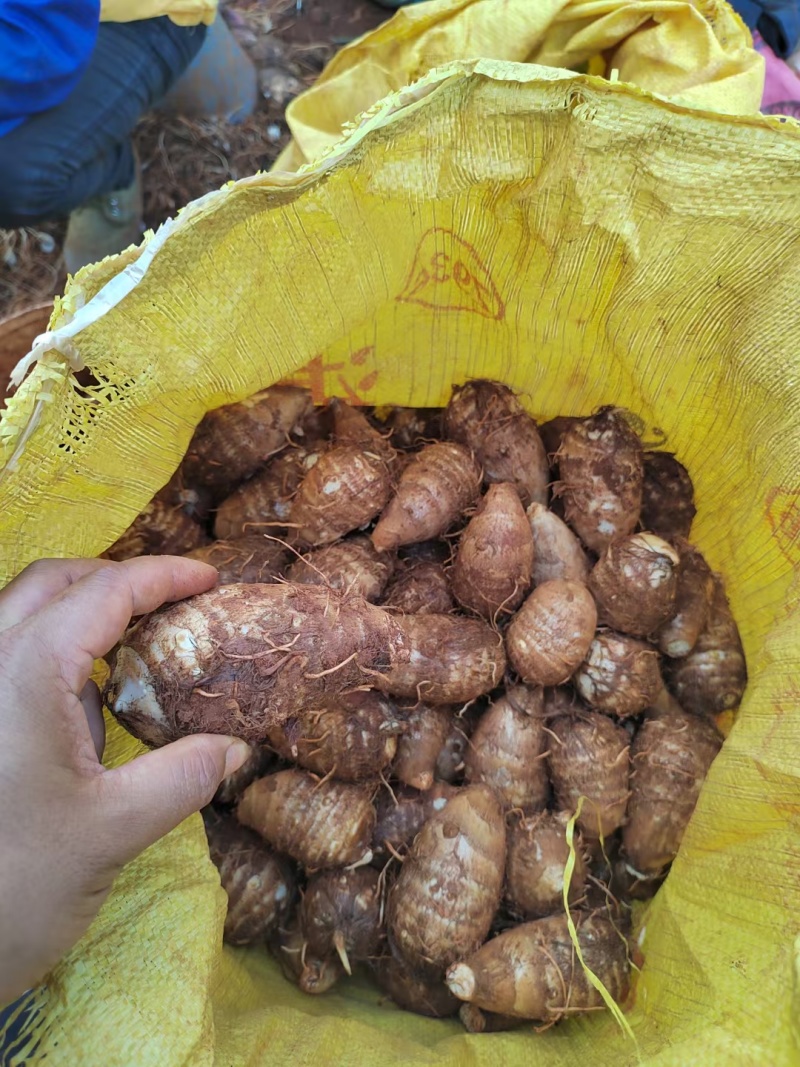 云南高原毛芋头电商货市场货可以对接。