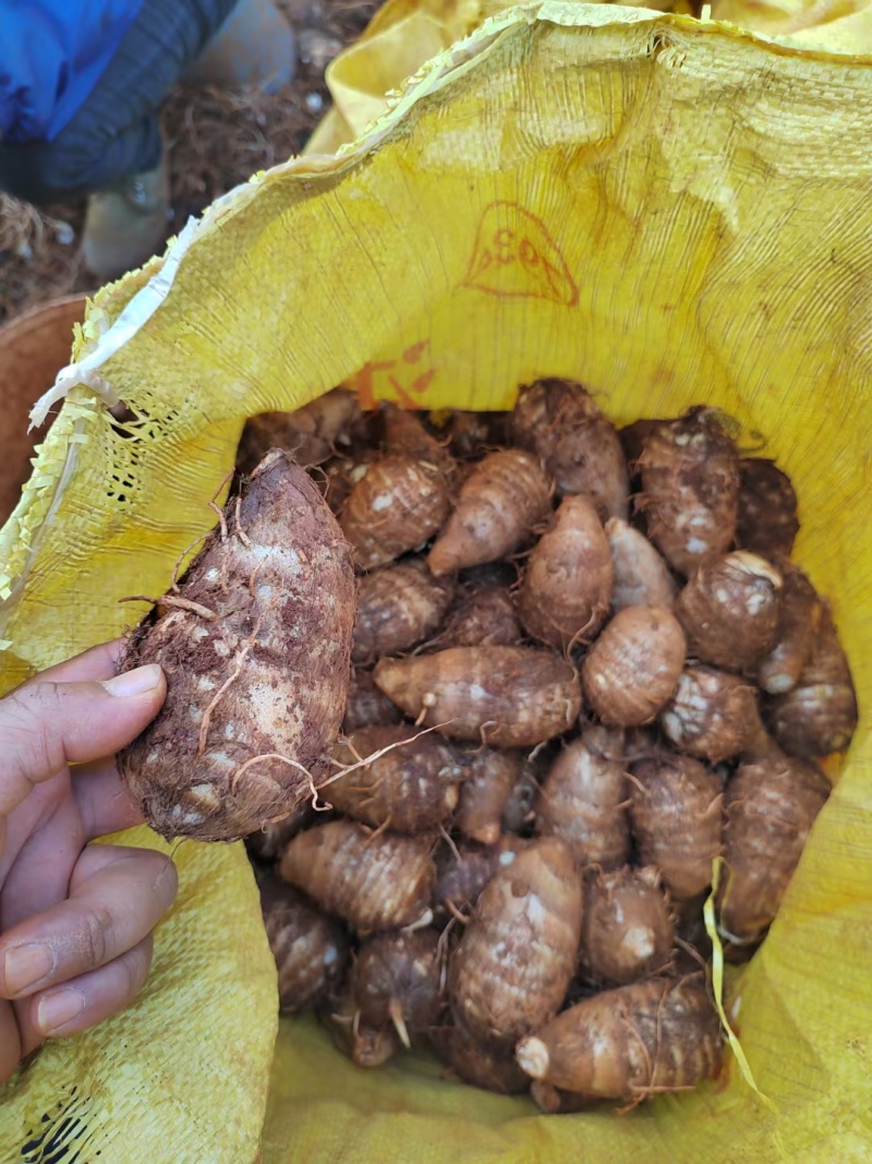 云南高原毛芋头电商货市场货可以对接。