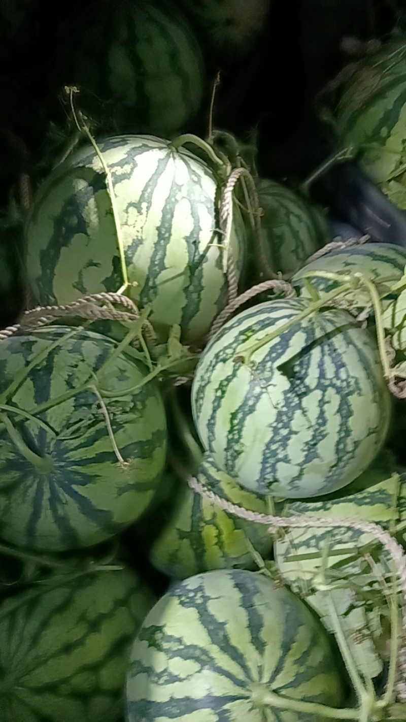 美都，二茬