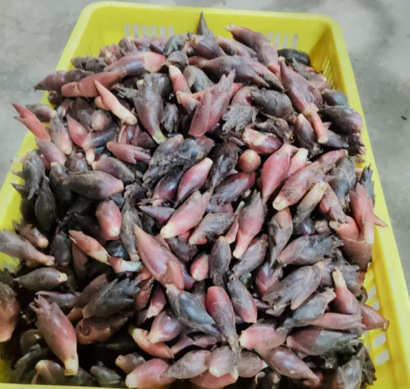 湖北利川二高山阳荷洋河洋霍大量供应500斤批