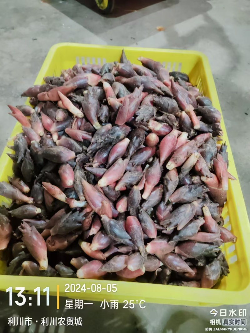 湖北利川二高山阳荷洋河洋霍大量供应500斤批