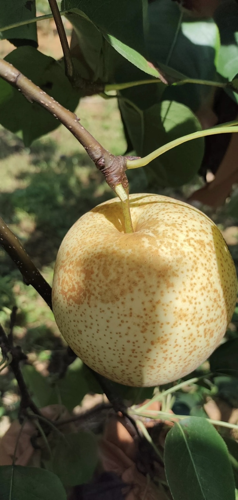 【精品桂花梨】广西桂花梨产地大量供应产地代办