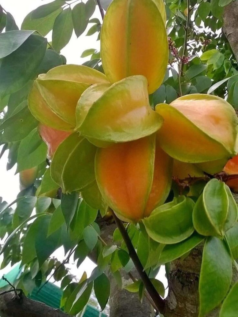 现摘福建即食杨桃新鲜应季五角星孕妇水果整箱批发代发