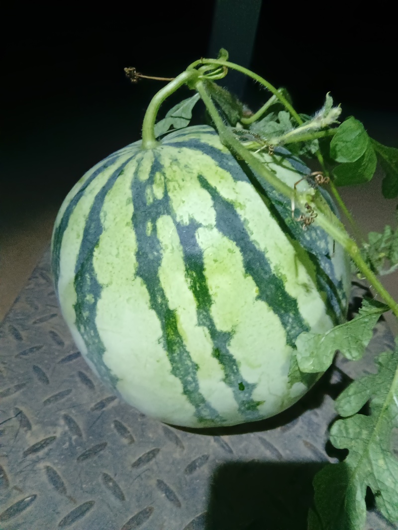 美都，二茬