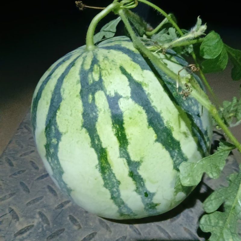 美都，二茬