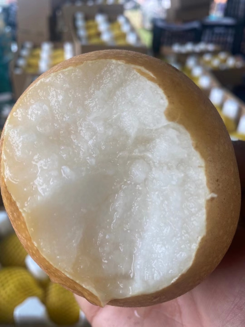 丰水梨大量上市中，代发，代办，对接电商，批发市场