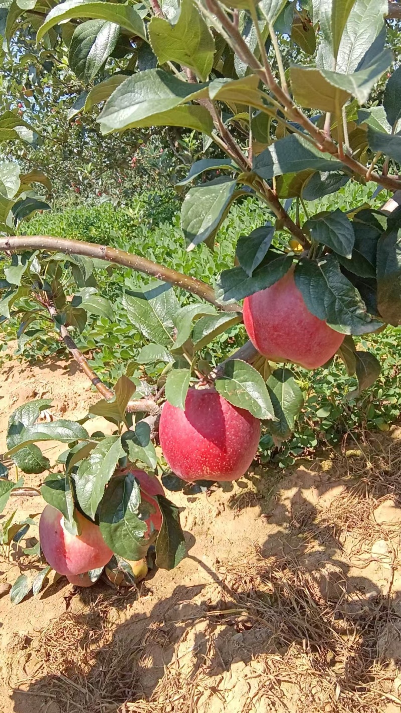 鲁丽苹果，产地直销，口感脆甜，大量供应