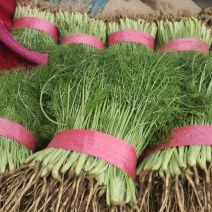 【精品】茴香质量保障清脆爽口欢迎来电洽谈