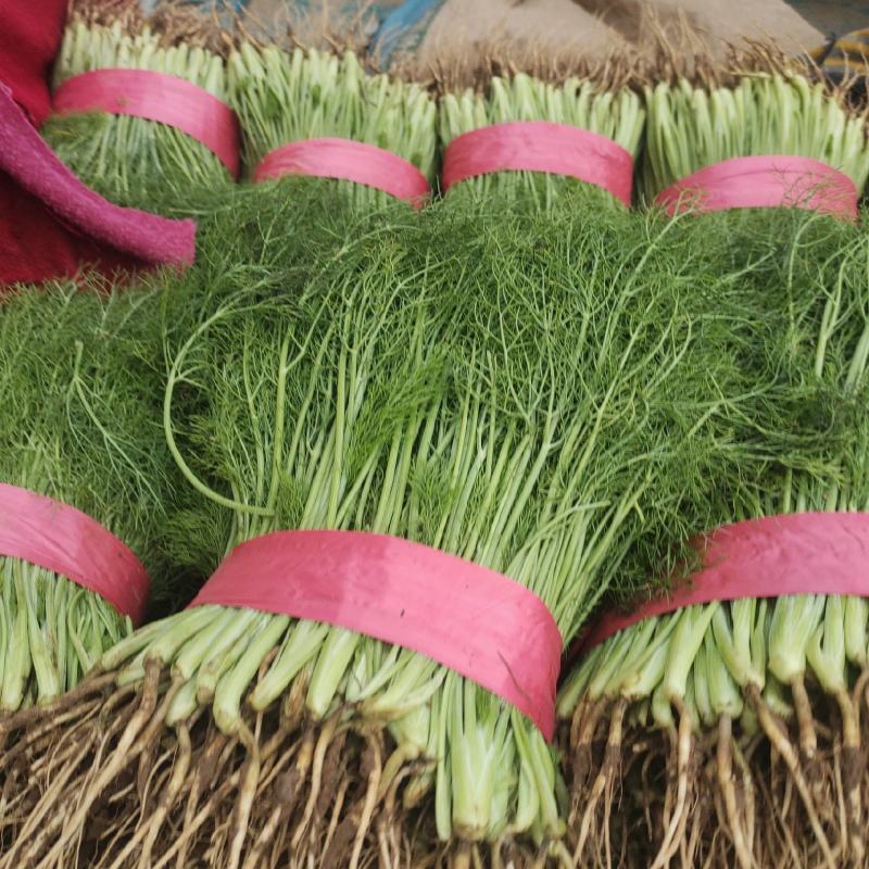 【精品】茴香质量保障清脆爽口欢迎来电洽谈