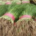 【精品】茴香质量保障清脆爽口欢迎来电洽谈