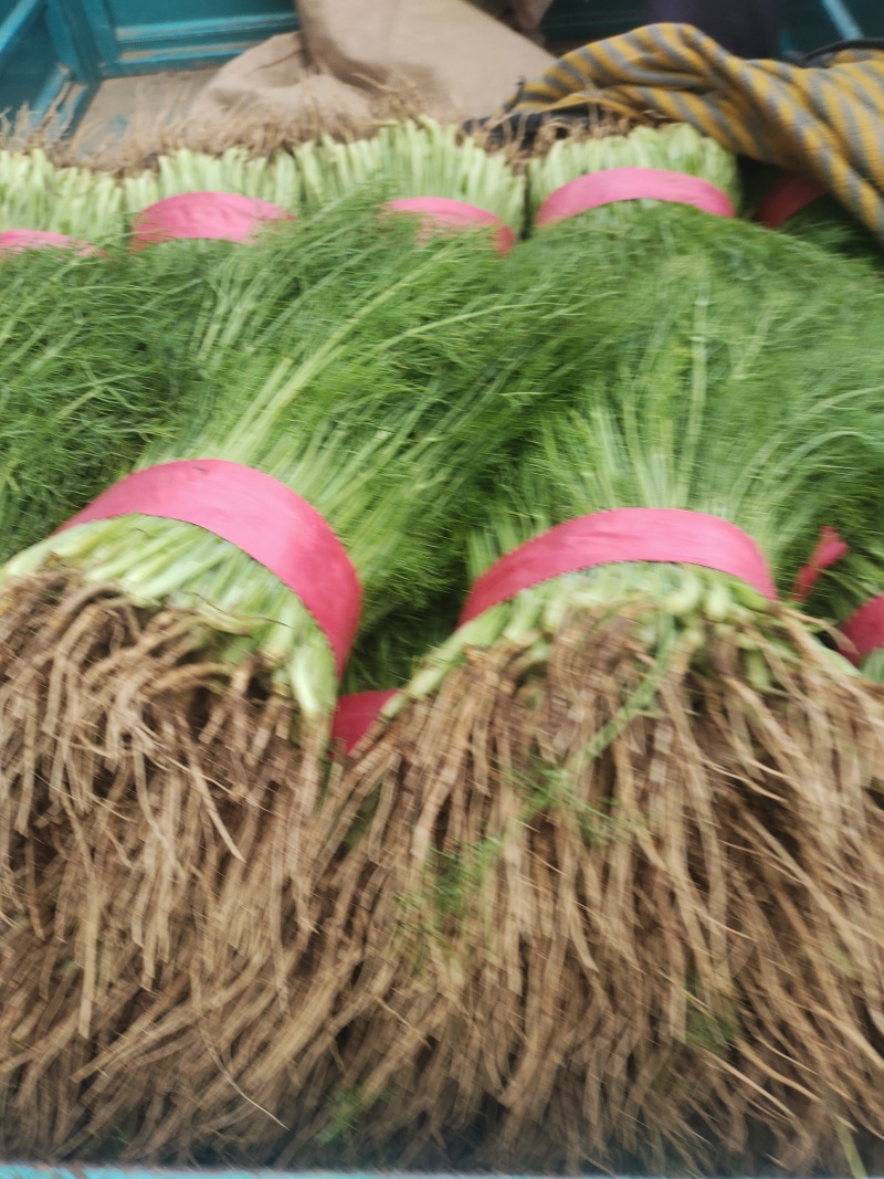 【精品】茴香质量保障清脆爽口欢迎来电洽谈
