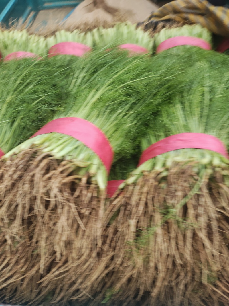 【精品】茴香质量保障清脆爽口欢迎来电洽谈