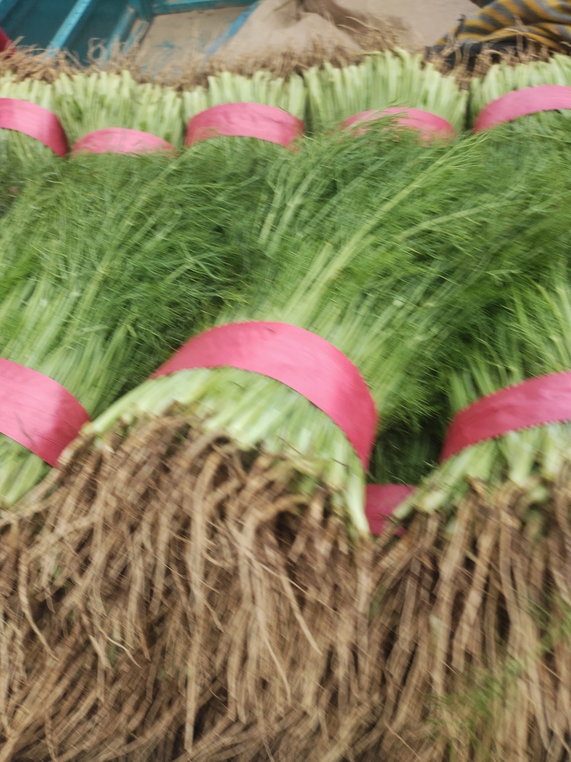 【精品】茴香质量保障清脆爽口欢迎来电洽谈