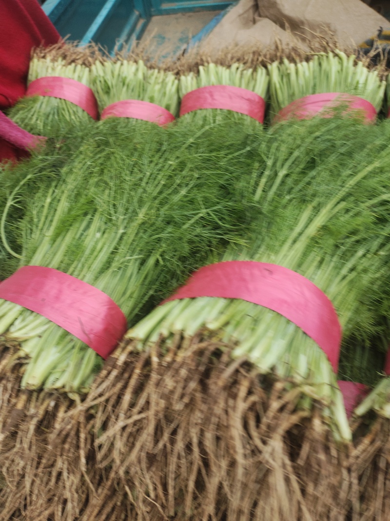 【精品】茴香质量保障清脆爽口欢迎来电洽谈