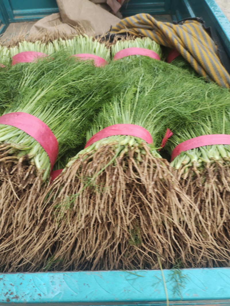 【精品】茴香质量保障清脆爽口欢迎来电洽谈