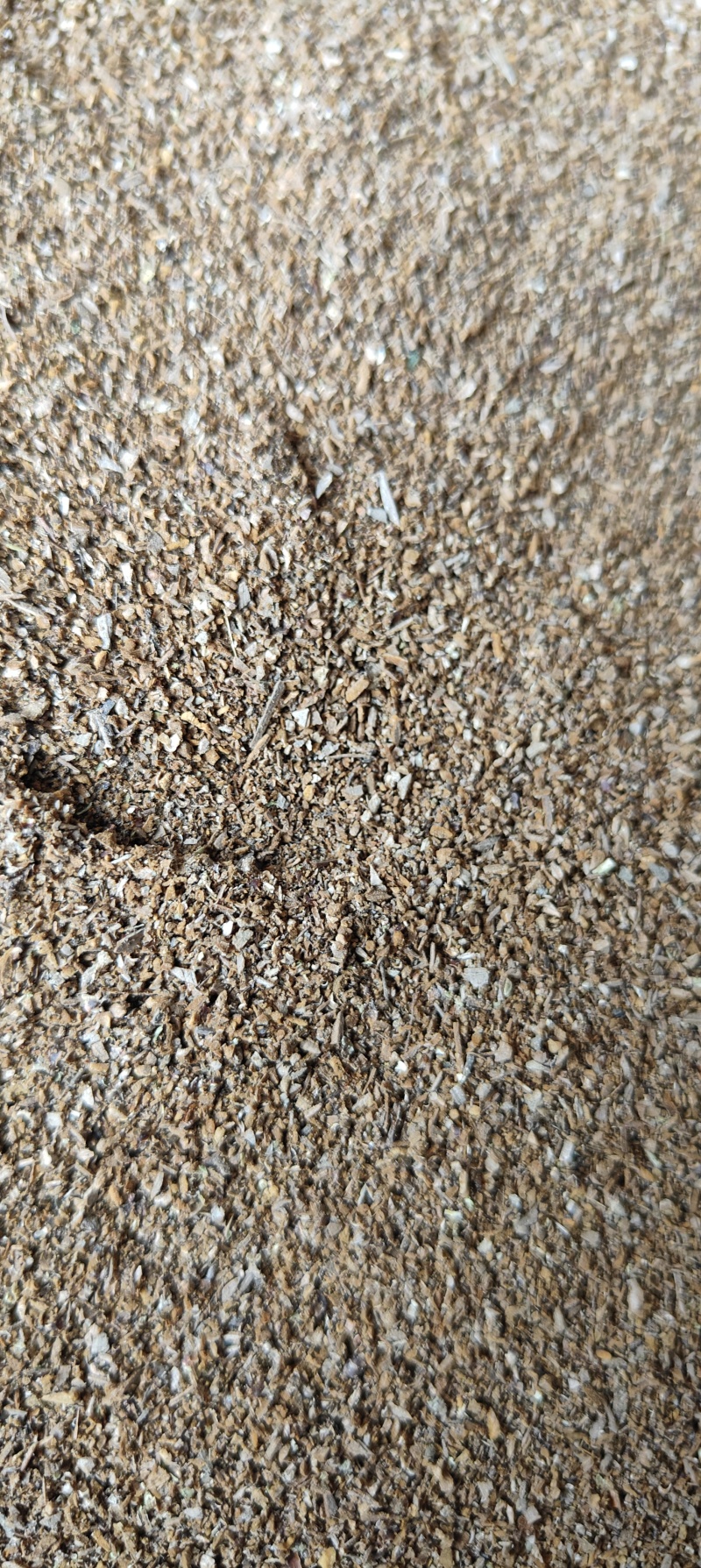 鬼箭羽沫子