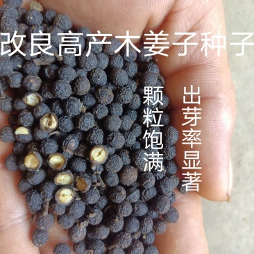 木姜子#山苍子#山胡椒种子成熟采摘，精挑细选，发芽整齐！