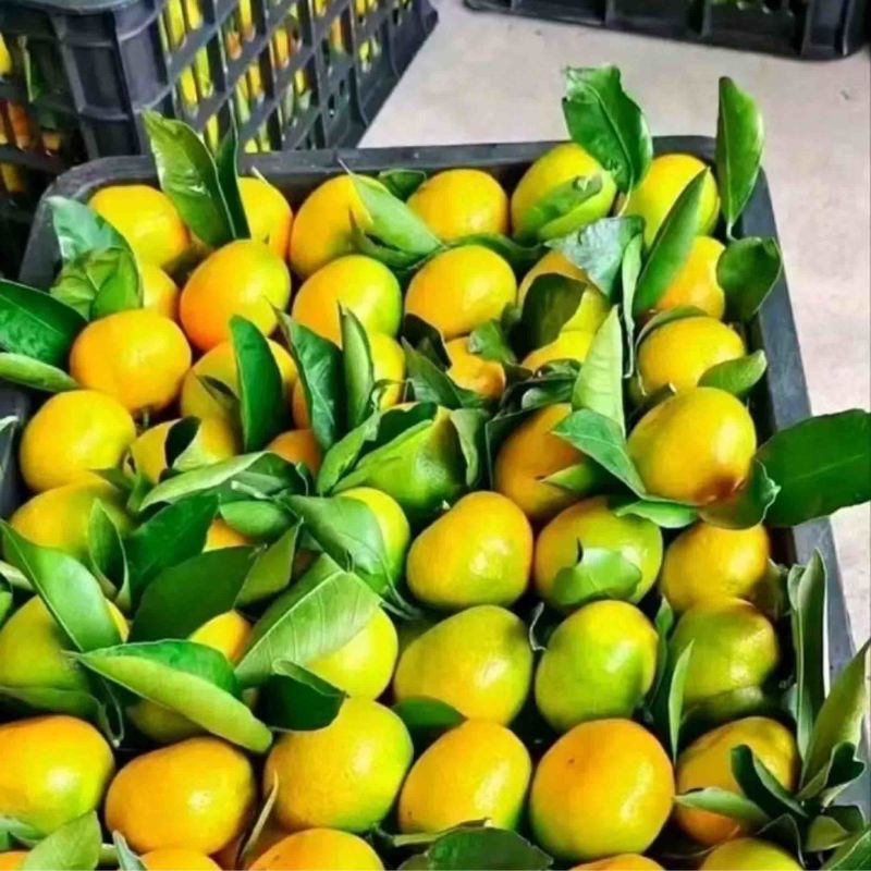 特早蜜橘大量上市价格优惠品质保证欢迎咨询！