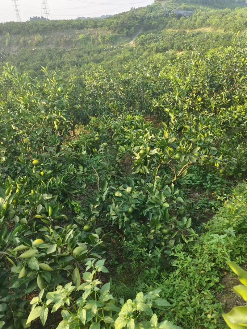 特早蜜橘大量上市价格优惠品质保证欢迎咨询！
