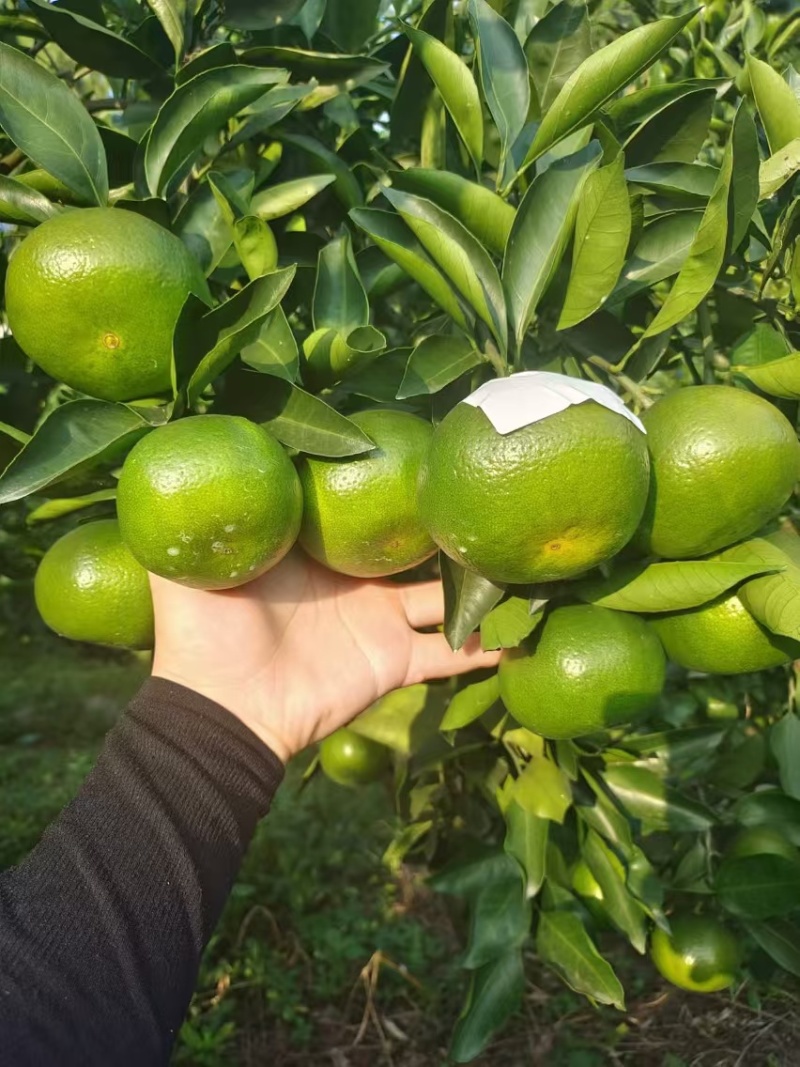 特早蜜橘大量上市价格优惠品质保证欢迎咨询！