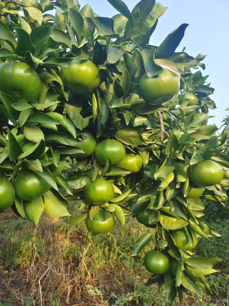 特早蜜橘大量上市价格优惠品质保证欢迎咨询！