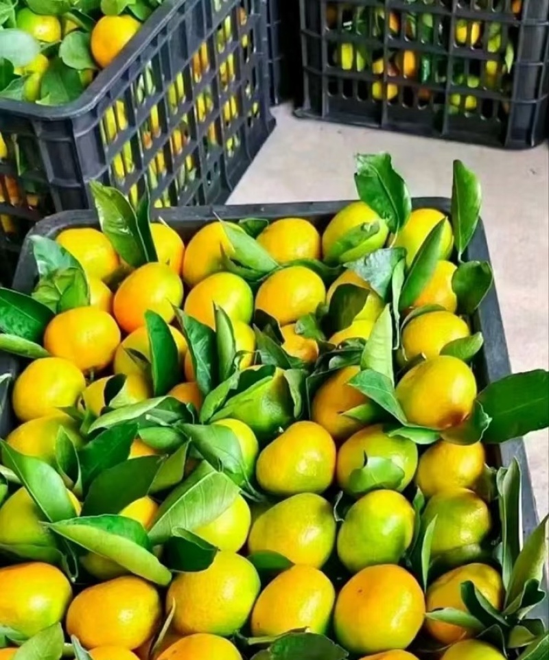 特早蜜橘大量上市价格优惠品质保证欢迎咨询！