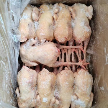 农大老母鸡
