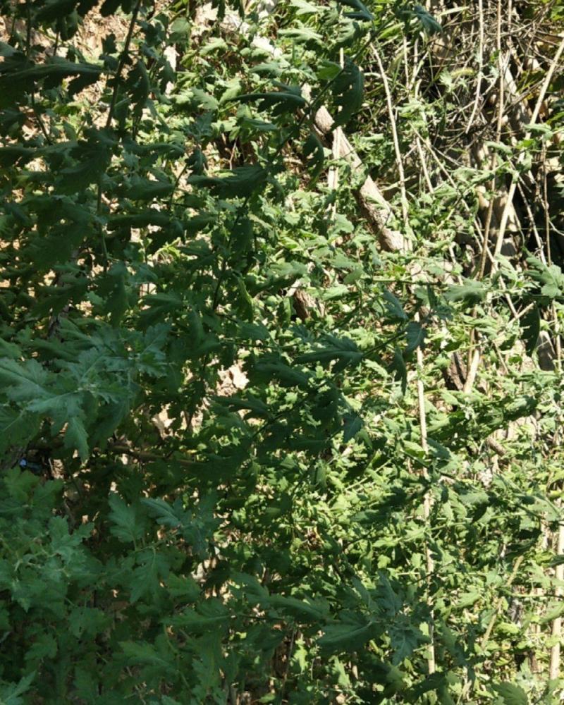 野菊花全杆