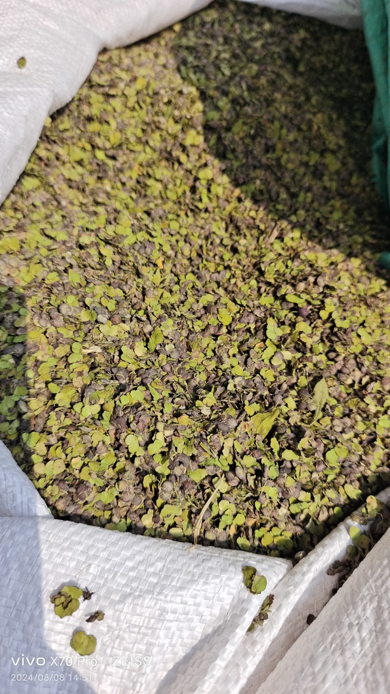 浮萍一面紫一面绿河北干货量大从优