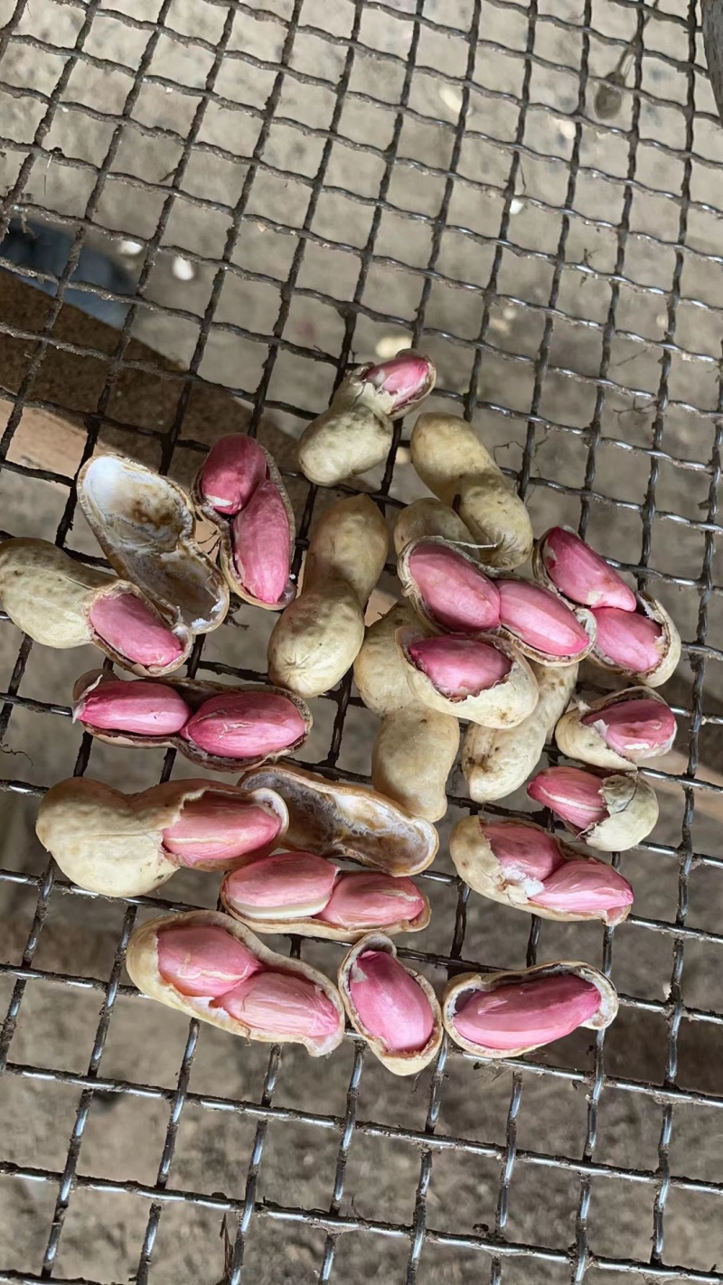 花生/鲜花生/湖北鲜花生/白沙花生/一手货源欢迎老板来电