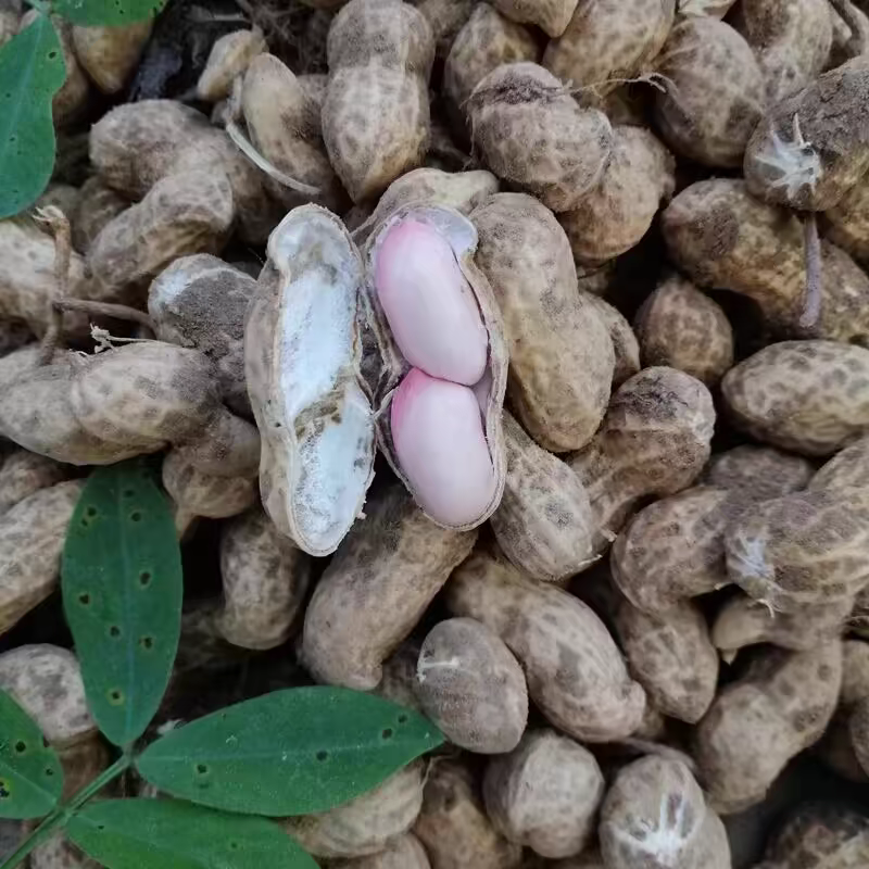 花生/鲜花生/湖北鲜花生/白沙花生/一手货源欢迎老板来电