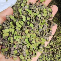 浮萍一面紫一面绿河北干货量大从优
