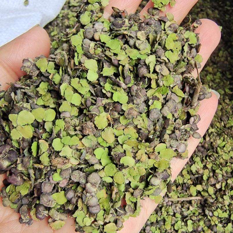 浮萍一面紫一面绿河北干货量大从优