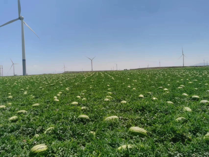伽师瓜丰收场景
