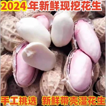 花生/鲜花生/湖北鲜花生/白沙花生/一手货源欢迎老板来电
