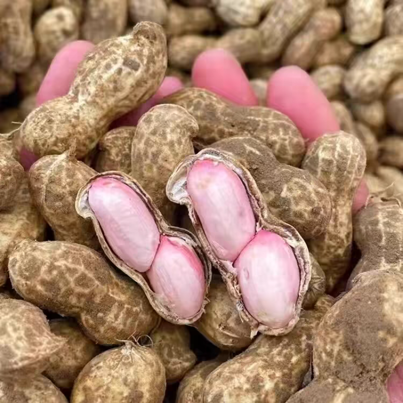 花生/鲜花生/湖北鲜花生/白沙花生/一手货源欢迎老板来电