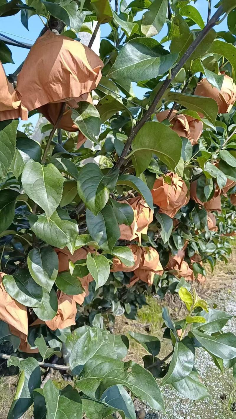 山东青岛圆黄梨大量上市了，圆黄梨果形饱满，脆甜多汁