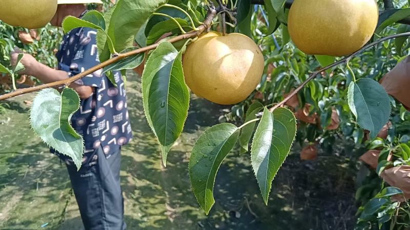 山东青岛圆黄梨大量上市了，圆黄梨果形饱满，脆甜多汁