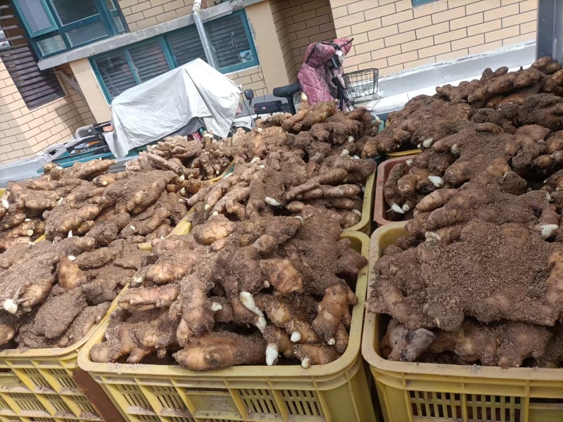 山东威海小黄姜产地直发