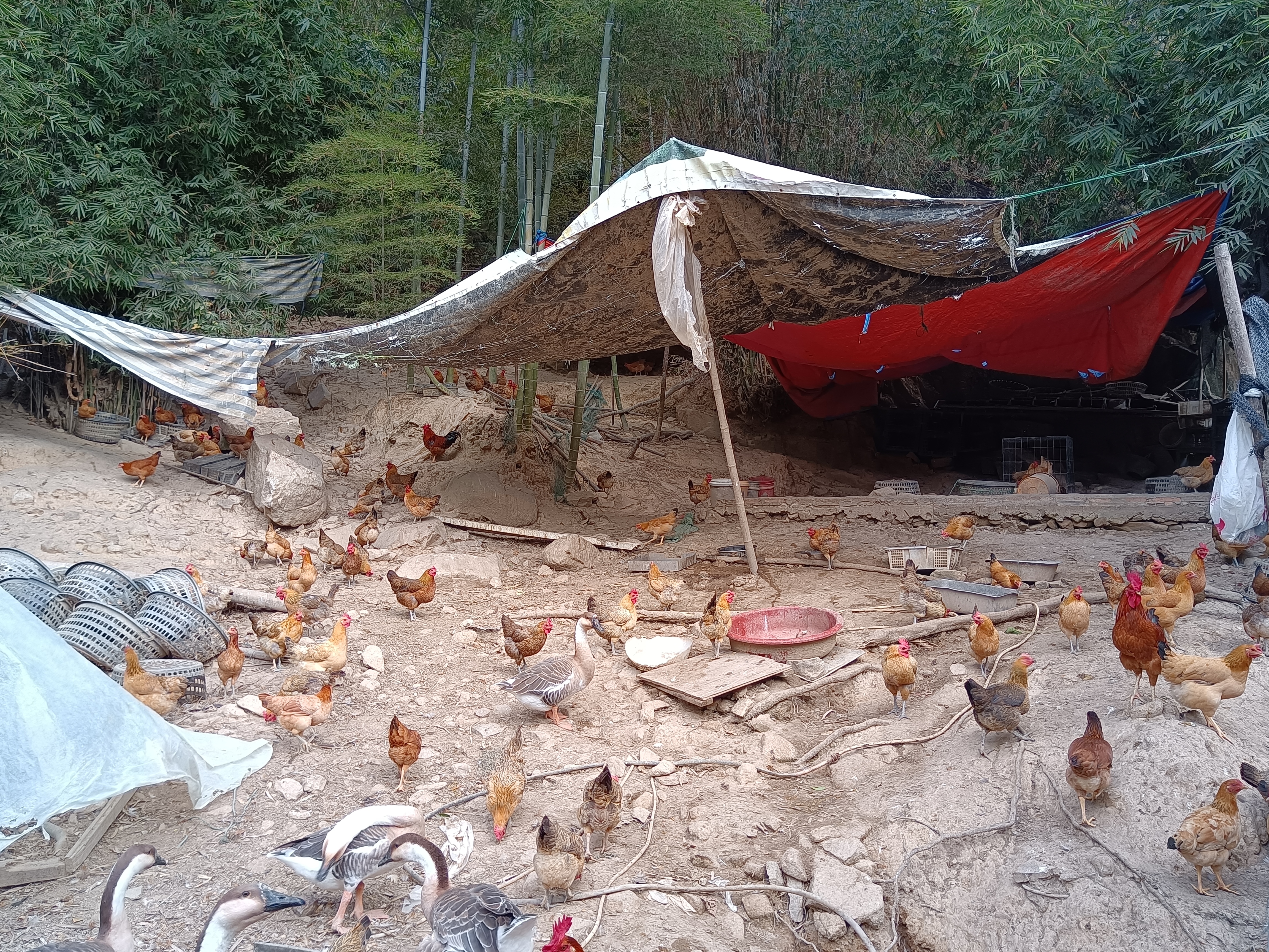 巴山之乡生态养殖基地全景,青山绿水,鸡群自由活动 巴山之乡生态养殖基地全景图
