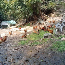 正宗山竹林农家散养土鸡