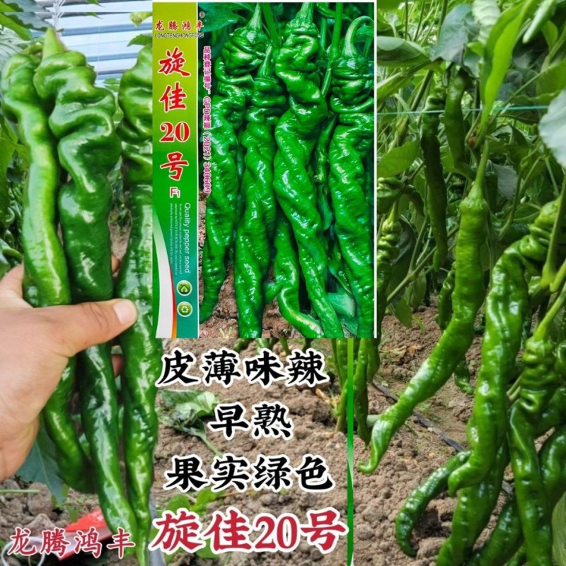 正品原装旋佳20螺丝椒种子龙腾鸿丰辣椒种子薄皮香辣型大螺