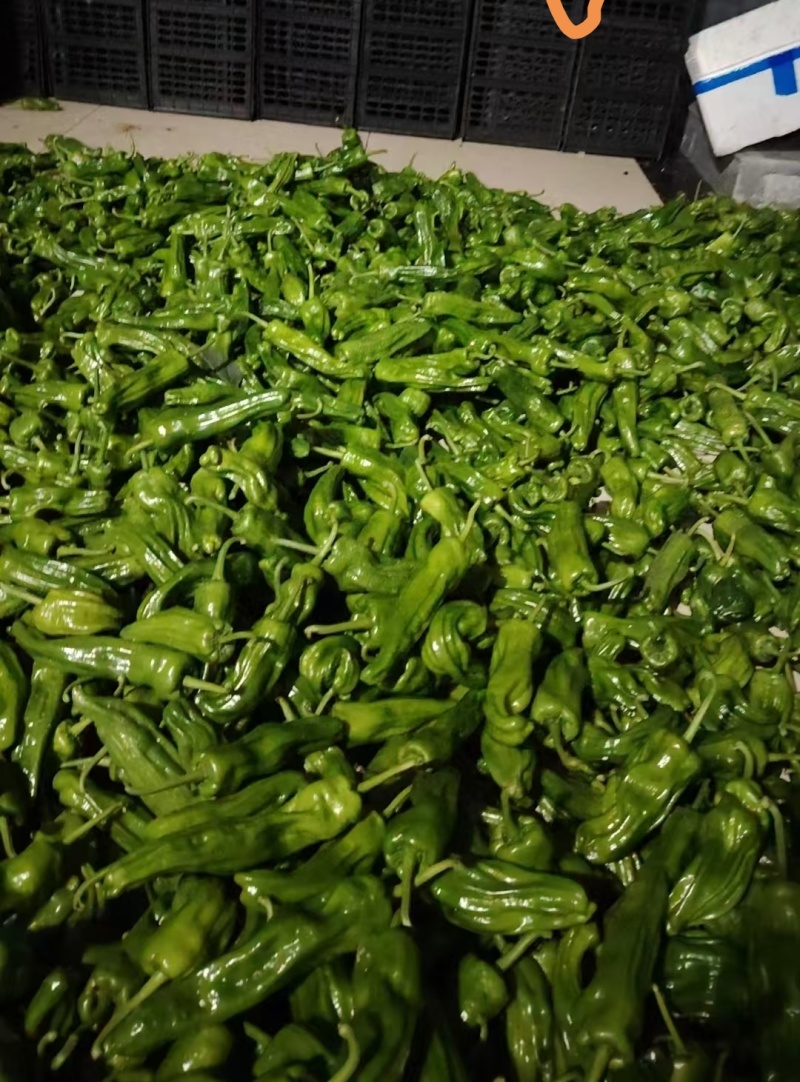 高山芜湖椒大量上市中